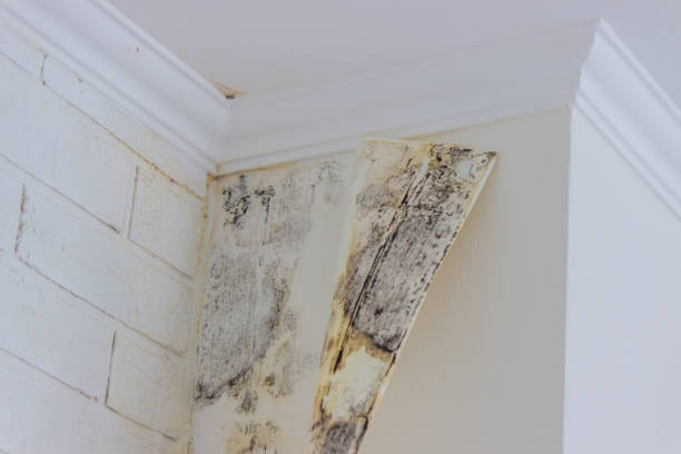 Best Mold Damage Restoration  in Oasis, CA